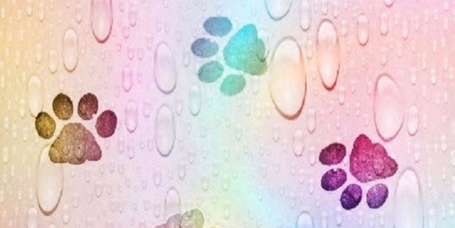Poshmark banner for @carcass